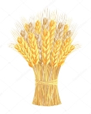 C:\Users\Администратор\Desktop\depositphotos_11921781-stock-illustration-sheaf-of-wheat-ears.jpg